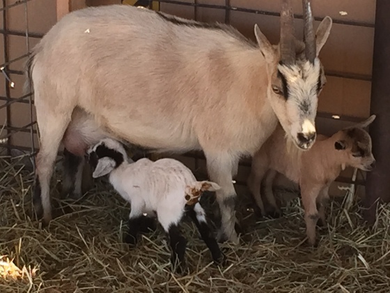 goat mama with two babies one nursing pumpkin patch